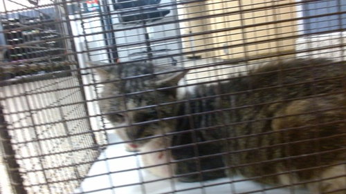 JOEY, a cat for adoption from Miami Dade Animal Services
