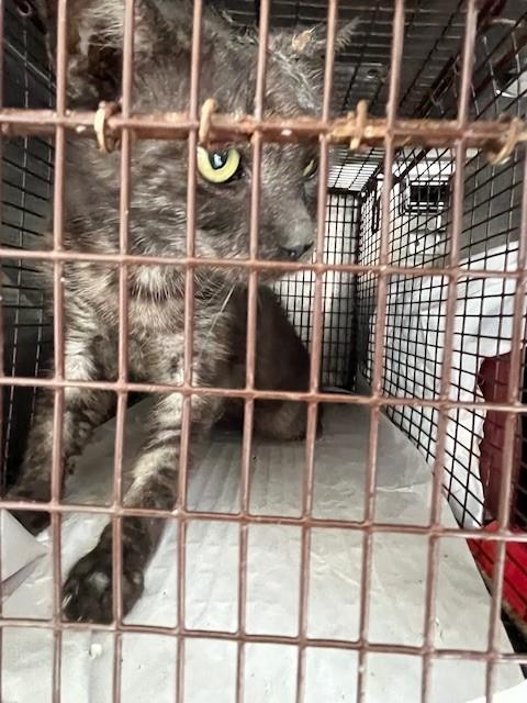 PRECIOUS, a cat for adoption from Miami Dade Animal Services