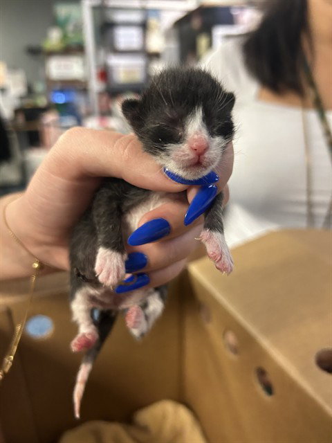 TONY, a cat for adoption from Miami Dade Animal Services