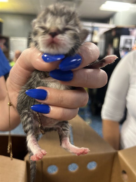 TIO, a cat for adoption from Miami Dade Animal Services