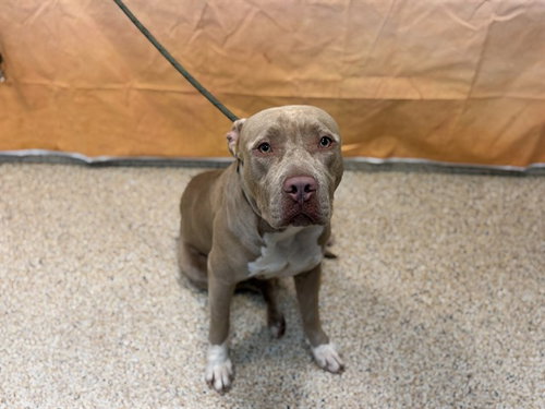 WOODY, a dog for adoption from Miami Dade Animal Services