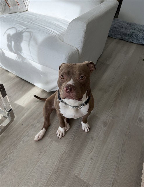 BOLO, a dog for adoption from Miami Dade Animal Services