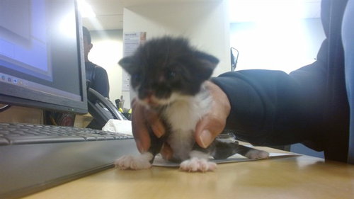 STEVE, a cat for adoption from Miami Dade Animal Services