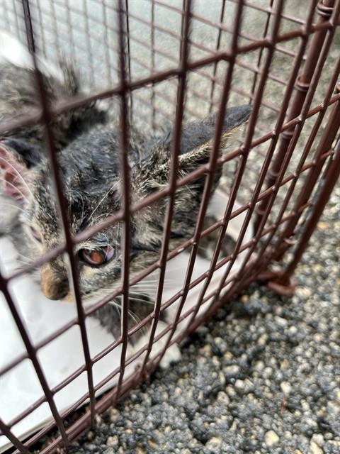 STAR, a cat for adoption from Miami Dade Animal Services