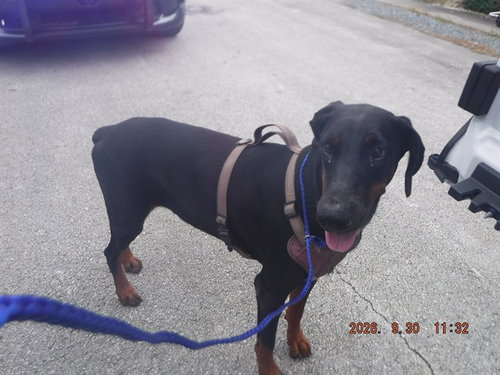 LOLA, a dog for adoption from Miami Dade Animal Services