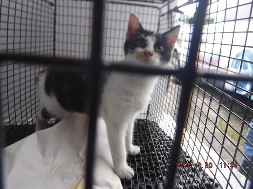 BLUEJAY, a cat for adoption from Miami Dade Animal Services