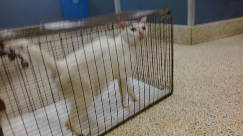 DIAMOND, a cat for adoption from Miami Dade Animal Services