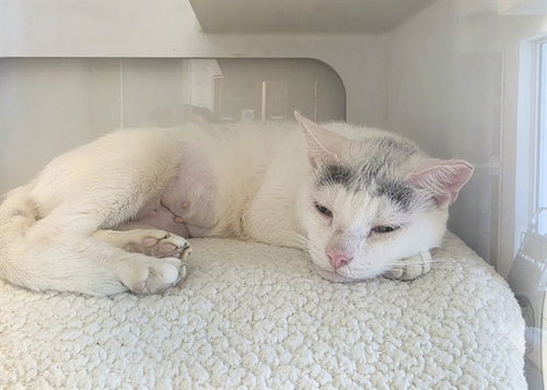 Diamond, Domestic Short Hair (medium coat)