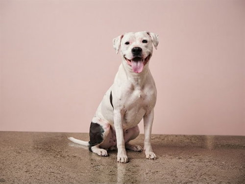 LEAH, a dog for adoption from Miami Dade Animal Services
