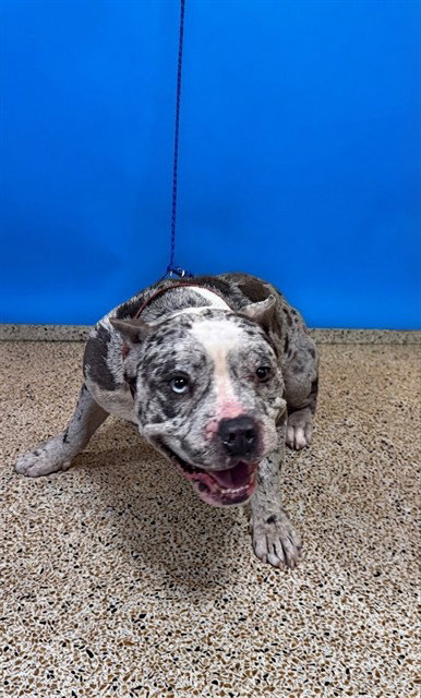 TITAN, a dog for adoption from Miami Dade Animal Services