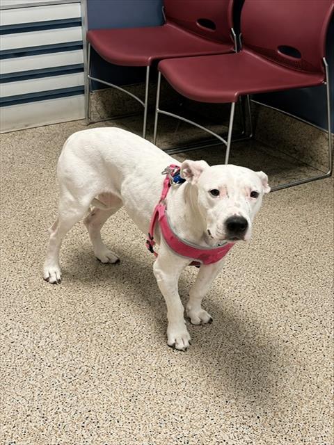 NINA, a dog for adoption from Miami Dade Animal Services