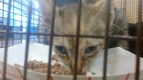 ANGIE, a cat for adoption from Miami Dade Animal Services