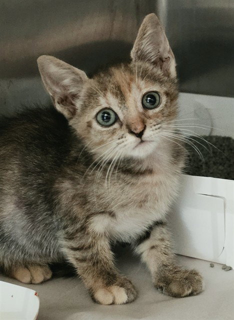 Angie, Domestic Short Hair (medium coat)