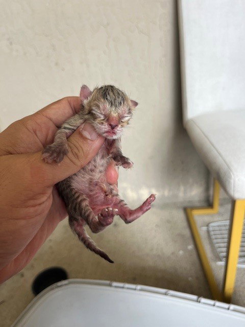 RAIN, a cat for adoption from Miami Dade Animal Services