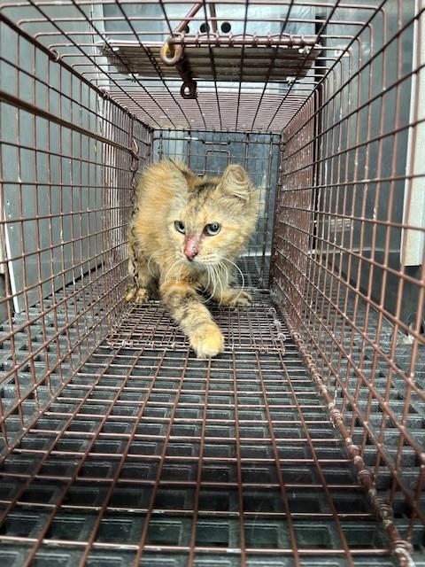 CHASE, a cat for adoption from Miami Dade Animal Services
