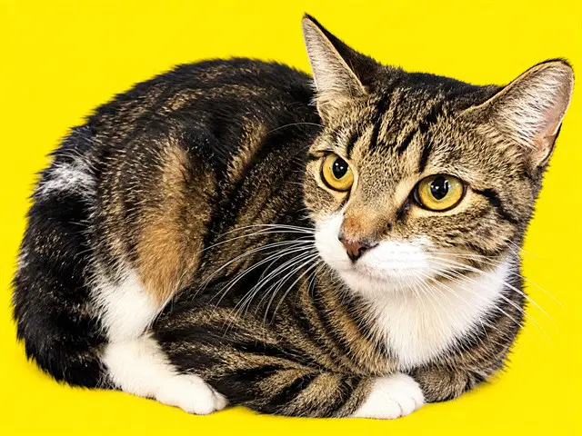 Estrllita - Domestic Short Hair
