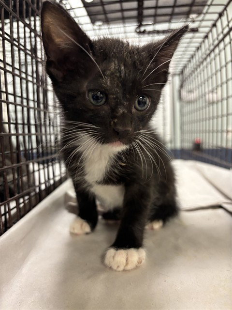 OREO