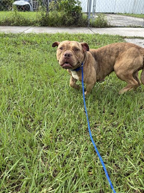 DIAMOND, a dog for adoption from Miami Dade Animal Services
