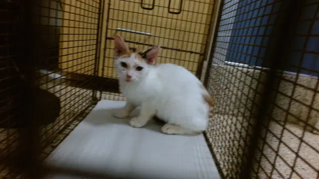 Topper - Domestic Short Hair