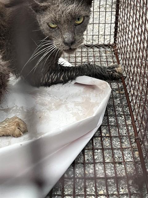 AUTO, a cat for adoption from Miami Dade Animal Services