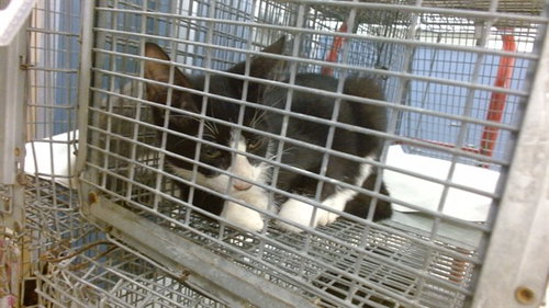 MATTY, a cat for adoption from Miami Dade Animal Services
