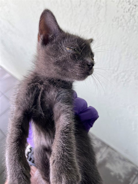 SHADOW, a cat for adoption from Miami Dade Animal Services