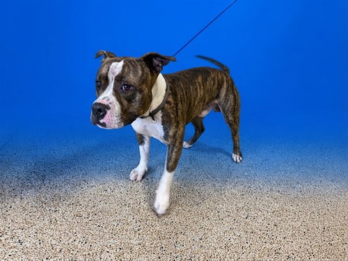 ROBBY, a dog for adoption from Miami Dade Animal Services