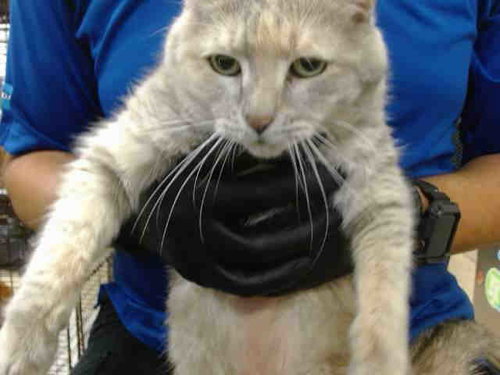 SHARA, a cat for adoption from Miami Dade Animal Services