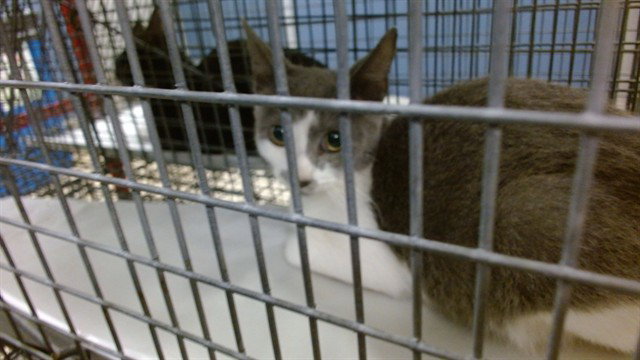 Rubens, Domestic Short Hair