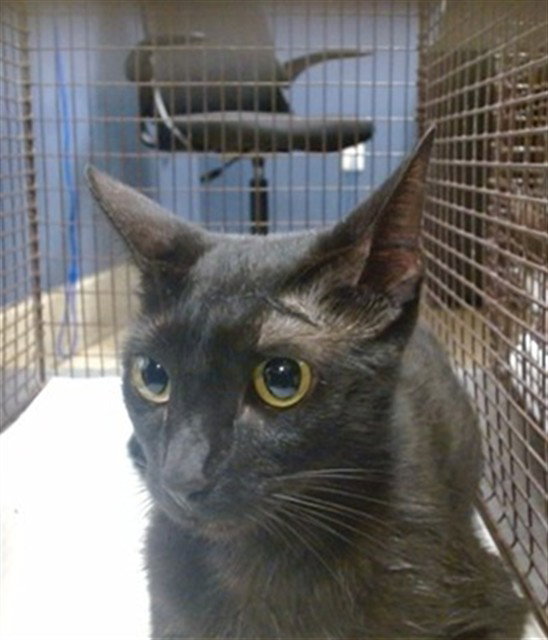 Cindy, Domestic Short Hair