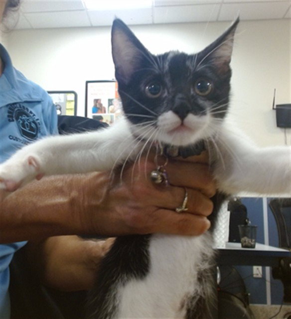 Mindy, Domestic Short Hair