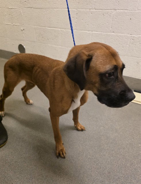 SUGAR, a dog for adoption from Miami Dade Animal Services