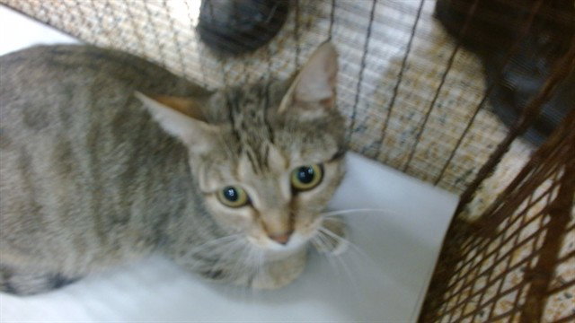 Fendi, Domestic Short Hair