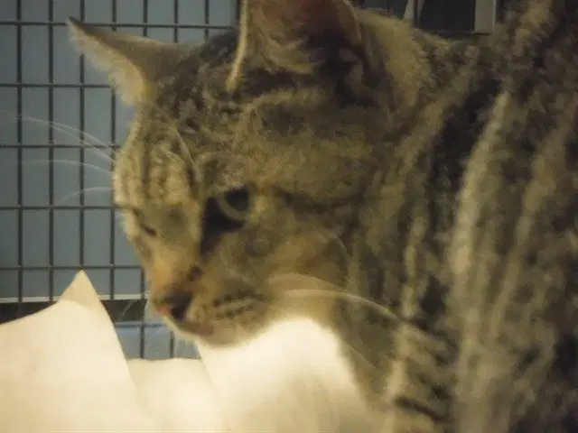 Mishu - Domestic Short Hair