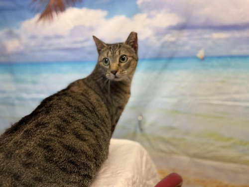 LUZ CLARITA, a cat for adoption from Miami Dade Animal Services