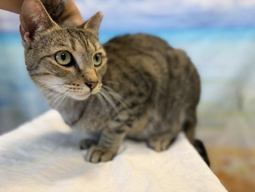 CHARLIE, a cat for adoption from Miami Dade Animal Services