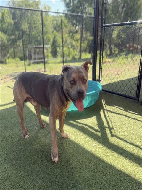 SIMBA, a dog for adoption from Miami Dade Animal Services