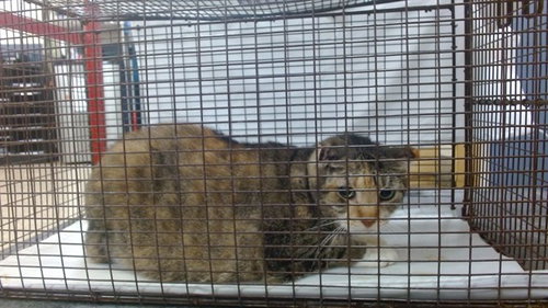 CHIQUI, a cat for adoption from Miami Dade Animal Services