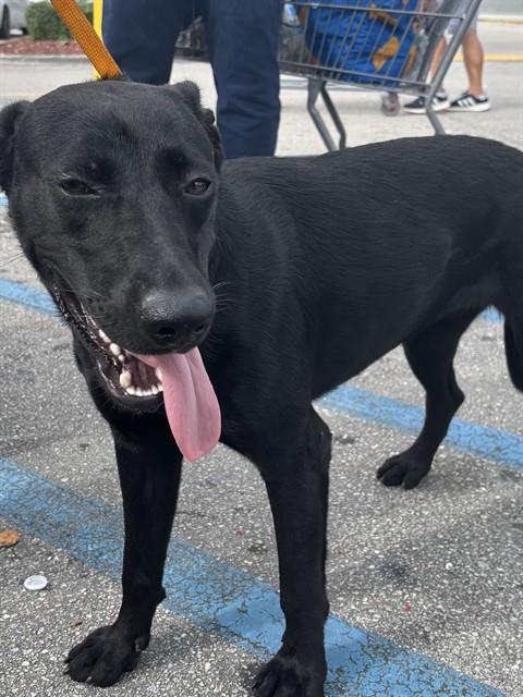 MOCHI, a dog for adoption from Miami Dade Animal Services