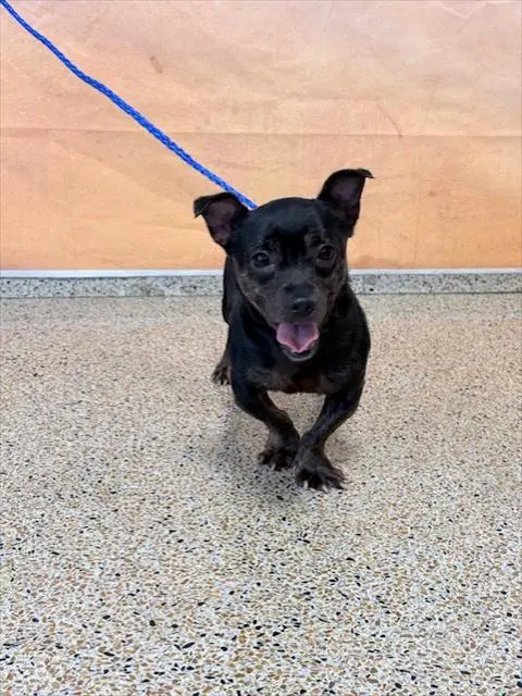Chapo - Chihuahua