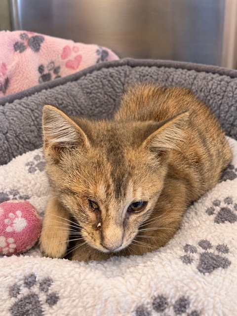 Jt, Domestic Short Hair (medium coat)