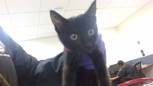 LUCKY, a cat for adoption from Miami Dade Animal Services