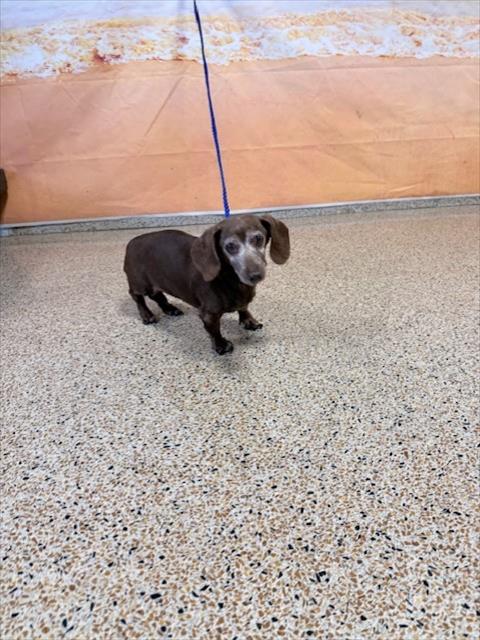 NUTELLA, a dog for adoption from Miami Dade Animal Services