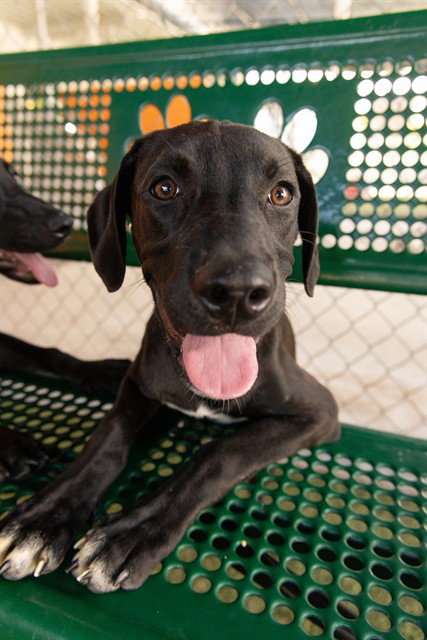 Rosey, Labrador Retriever / Mixed (medium coat)