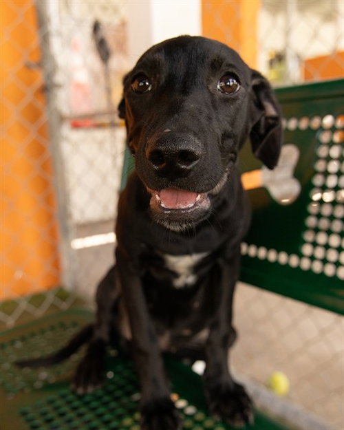 Daisy, Labrador Retriever / Mixed (medium coat)