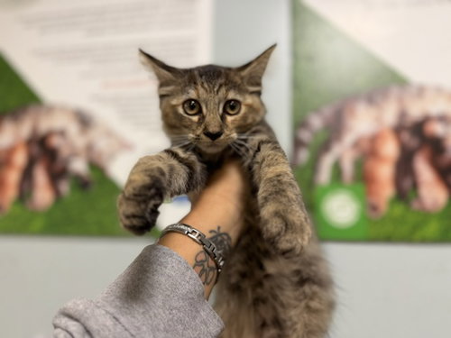 LEXI, a cat for adoption from Miami Dade Animal Services