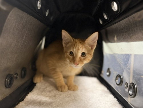 LENOX, a cat for adoption from Miami Dade Animal Services