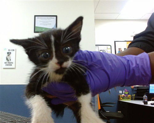 COOPER, a cat for adoption from Miami Dade Animal Services