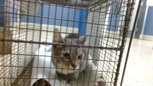 FENTY, a cat for adoption from Miami Dade Animal Services