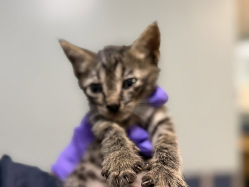 KIBBLES, a cat for adoption from Miami Dade Animal Services